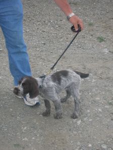 Wirehaired Pointing Griffon puppy