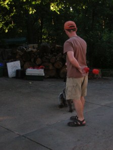 Wirehaired Pointing Griffon