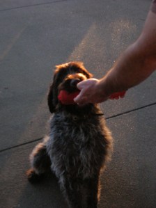 Wirehaired Pointing Griffon