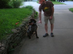 Wirehaired Pointing Griffon