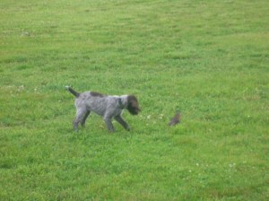 Wirehaired Pointing Griffon puppy