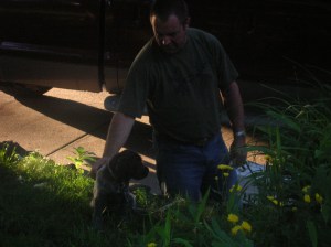 Wirehaired Pointing Griffon puppies