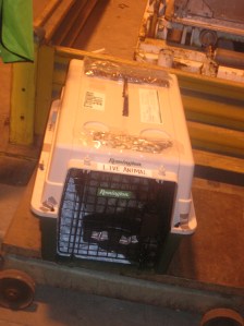 Wirehaired Pointing Griffon puppies