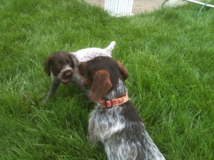 Wirehaired Pointing Griffon puppies