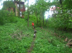 Wirehaired Pointing Griffon Puppies