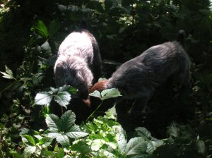 Wirehaired Pointing Griffon puppies
