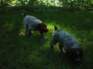 Wirehaired Pointing Griffon puppies