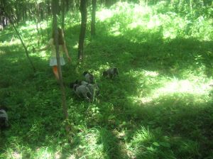 Wirehaired Pointing Griffon puppies