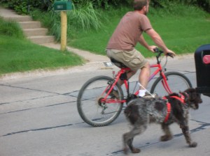 Wirehaird Pointing Griffon