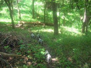 Wirehaired Pointing Griffon puppies