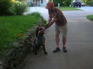 Wirehaired Pointing Griffon