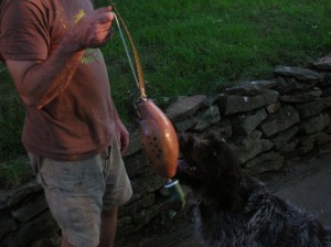 Wirehaired Pointing Griffon