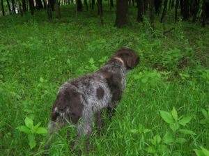 Wirehaired Pointing Griffon