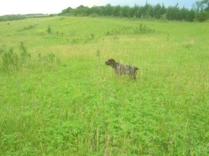 Wirehaired Pointing Griffon