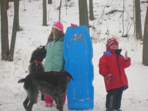 Wirehaired Pointing Griffons