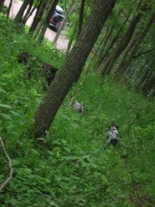Wirehaired Pointing Griffon Puppies