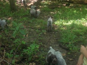 Wirehaired Pointing Griffon puppies