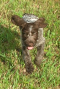 Wirehaired Pointing Griffon puppies