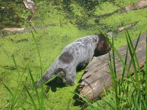 Wirehaired Pointing Griffon puppies
