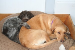 Wirehaired Pointing Griffon puppies