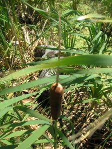 Wirehaired Pointing Griffon puppies