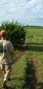 Wirehaired Pointing Griffon puppies