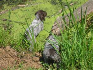 Wirehaired Pointing Griffon puppies
