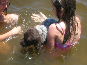 Wirehaired Pointing Griffon puppies