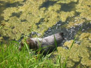 Wirehaired Pointing Griffon puppies