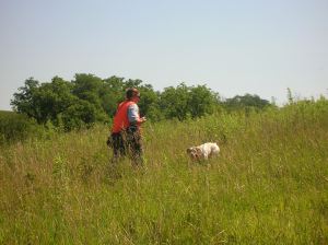 Bracque du Bourbonnais