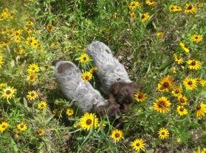 Wirehaired Pointing Griffon puppies