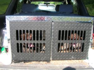 Wirehaired Pointing Griffon