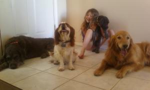 Wirehaired Pointing Griffon puppies