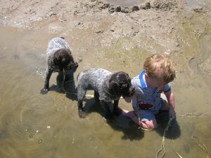 Wirehaired Pointing Griffon puppies