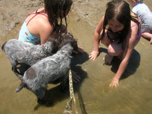 Wirehaired Pointing Griffon puppies