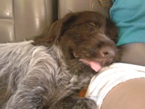 Wirehaired Pointing Griffon puppies