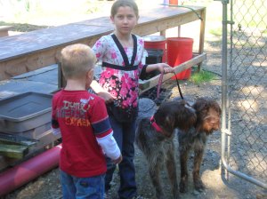 Wirehaired Pointing Griffons