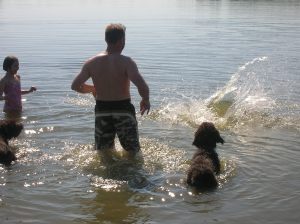 Wirehaired Pointing Griffons