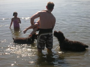 Wirehaired Pointing Griffons