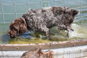 Wirehaired Pointing Griffon