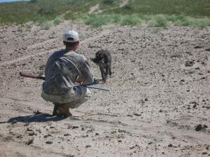 Wirehaired Pointing Griffon