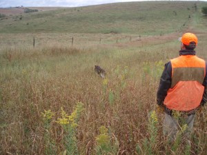 Wirehaired Pointing Griffon