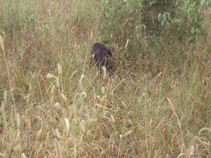 Wirehaired Pointing Griffon