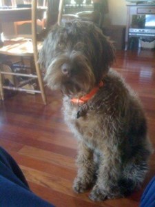 Wirehaired Pointing Griffon