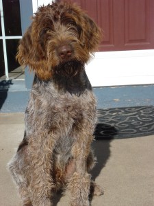 Wirehaired Pointing Griffon