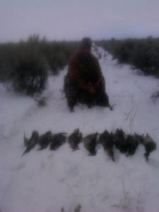 Wirehaired Pointing Griffon