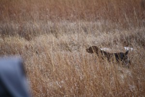 Wirehaired Pointing Griffon
