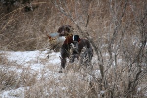 Wirehaired Pointing Griffon