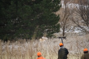 Wirehaired Pointing Griffon
