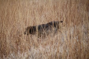 Wirehaired Pointing Griffon
